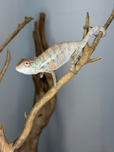 Load image into Gallery viewer, Healthy hand-selected young male Panther Chameleon with vibrant developing colors.