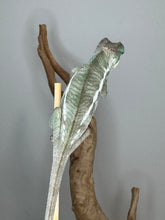 Load image into Gallery viewer, Colorful Ambanja Panther Chameleon juvenile male