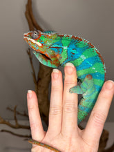 Load image into Gallery viewer, Healthy juvenile Ambilobe panther chameleon well-started and thriving