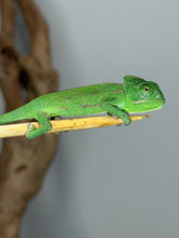 Load image into Gallery viewer, Healthy male Veiled Chameleon available from FramsChams.