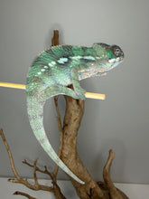Load image into Gallery viewer, Healthy younger juvenile Ambilobe panther chameleon active and alert