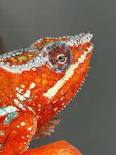 Load image into Gallery viewer, High-color Ambilobe Panther Chameleon with bold blue bars contrasting against a saturated red body