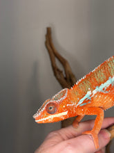 Load image into Gallery viewer, High-color Ambilobe Panther Chameleon from European bloodlines displaying rare red-orange tones and developing blue barring