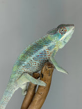 Load image into Gallery viewer, Young male Ambilobe Panther Chameleon featuring heavy red rain and vivid turquoise bars.