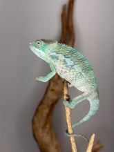 Load image into Gallery viewer, Close-up of vibrant blue and yellow hybrid Panther Chameleon