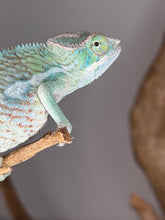 Load image into Gallery viewer, Pet-only Ambanja × Ambilobe hybrid Panther Chameleon ready for a new home