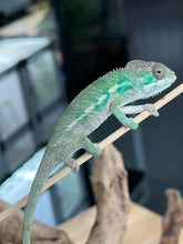 Load image into Gallery viewer, Ambilobe male: Flash x Lucia (R4)