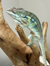 Load image into Gallery viewer, Ambilobe male: Sunny Delight x Skittles(I2)