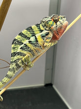 Load image into Gallery viewer, Ambilobe male: Sunny Delight x Skittles(J4)