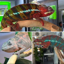 Load image into Gallery viewer, FEMALE AMBILOBE Panther Chameleon: Jimmy x Flash 🚺 (S13)