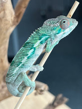 Load image into Gallery viewer, Ambilobe male: Flash x Lucia (R4)