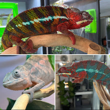 Load image into Gallery viewer, Ambilobe FEMALE: đș (S1)