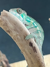 Load image into Gallery viewer, Ambilobe male: Flash x Lucia (R4)