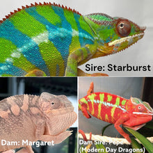Load image into Gallery viewer, AMBILOBE Panther Chameleon: Starburst x Margaret (I8)