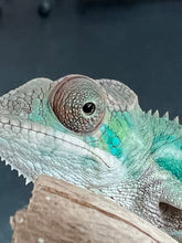 Load image into Gallery viewer, Ambilobe male: Flash x Lucia (R4)