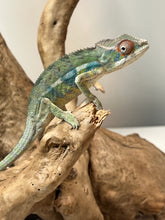 Load image into Gallery viewer, Ambilobe male: Sunny Delight x Skittles(I2)