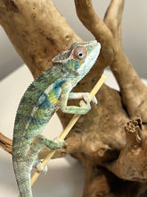 Load image into Gallery viewer, Ambilobe male: Sunny Delight x Skittles(I2)