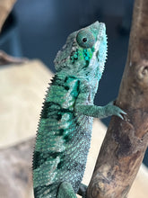 Load image into Gallery viewer, Ambilobe male: Flash x Lucia (R3)