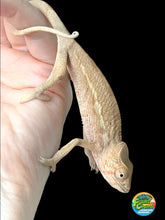Load image into Gallery viewer, Ambilobe FEMALE: đș (S1)