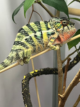 Load image into Gallery viewer, Ambilobe male: Sunny Delight x Skittles(J4)