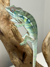 Load image into Gallery viewer, Ambilobe male: Sunny Delight x Skittles(I2)