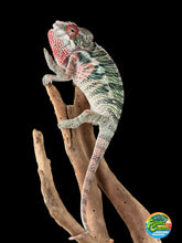 Load image into Gallery viewer, Ambilobe male: Rogue x Phoenix (J12)