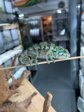 Load image into Gallery viewer, Ambilobe male: Flash x Lucia (R3)