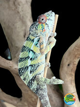 Load image into Gallery viewer, Ambilobe male: Sunny Delight x Skittles(J4)