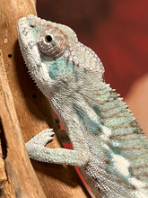 Load image into Gallery viewer, AMBILOBE male: Flash x Lucia (P3)