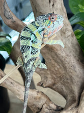 Load image into Gallery viewer, Ambilobe male: Sunny Delight x Skittles(J4)