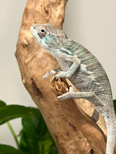Load image into Gallery viewer, AMBILOBE male: Flash x Lucia (P3)