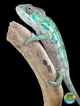 Load image into Gallery viewer, Ambilobe male: Flash x Lucia (R4)