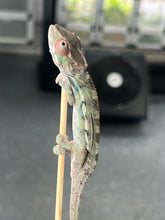 Load image into Gallery viewer, Ambilobe male: Sunny Delight x Skittles(P2)