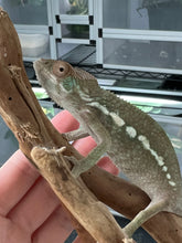 Load image into Gallery viewer, Ambilobe FEMALE: 🚺 (S2)