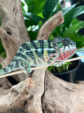 Load image into Gallery viewer, Ambilobe male: Sunny Delight x Skittles(J4)