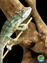 Load image into Gallery viewer, Ambilobe male: Sunny Delight x Skittles(I2)