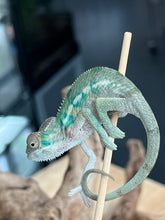 Load image into Gallery viewer, Ambilobe male: Flash x Lucia (R4)