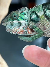 Load image into Gallery viewer, Ambilobe male: Flash x Lucia (R3)