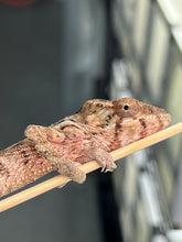 Load image into Gallery viewer, Ambilobe FEMALE: đș (S1)