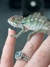 Load image into Gallery viewer, Ambilobe male: Sunny Delight x Skittles(P2)