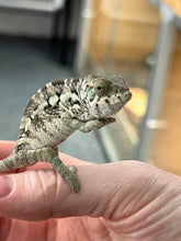 Load image into Gallery viewer, FEMALE AMBILOBE Panther Chameleon available: đș Flash x Georgia