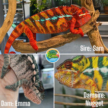 Load image into Gallery viewer, Ambilobe male: Sam x Georgia (R1)