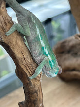 Load image into Gallery viewer, Ambilobe male: Flash x Lucia (R4)