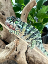 Load image into Gallery viewer, Ambilobe male: Sunny Delight x Skittles(J4)
