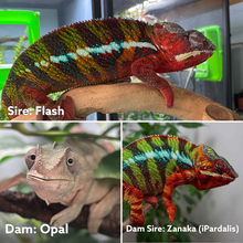 Load image into Gallery viewer, AMBILOBE male panther chameleon: Flash x Opal (J9)