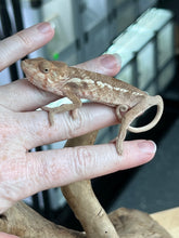 Load image into Gallery viewer, Ambilobe FEMALE: đș (S1)