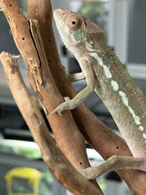 Load image into Gallery viewer, Ambilobe FEMALE: 🚺 (S2)