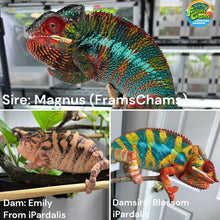 Load image into Gallery viewer, AMBILOBE Panther Chameleon: (E4)