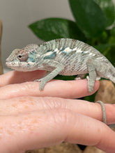Load image into Gallery viewer, AMBILOBE male: Flash x Lucia (P3)