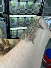 Load image into Gallery viewer, FEMALE AMBILOBE Panther Chameleon available: đș Flash x Georgia